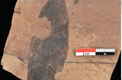 Foto (Detailsansicht) von Quercus palaeoilex Ettingshausen (NHMW-GEO-2024-0188-0828)